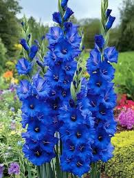 Image result for Gladiolus trichonemifolius