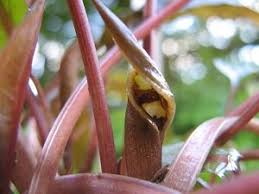 Cryptocoryne, like most aroids, thrive in warm humid environments and tolerate low light levels, making them fairly easy to grow in a. Cryptocoryne Wendtii Emers Flowgrow