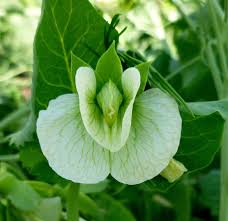 Image result for Phaseolus