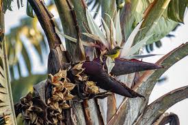 Image result for Strelitzia caudata