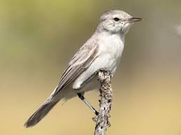 Image result for Acritochaete volkensii