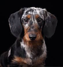 That said, here are some general signs and symptoms that indicate the possibility of lung cancer: Kennel Cough Elwood Vet