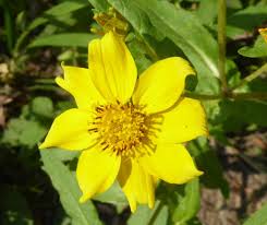 Image result for Guizotia