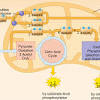 In what organelle does cellular respiration occur? 1