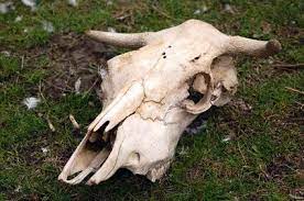How To Paint Cow Skulls Cow Skull Art Painted Cow Skulls Cow Skull