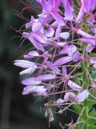Image result for Cleome rubella
