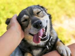 We are raising the bar, adding newer and more exciting products and services. Small Animal Vet San Antonio Texas El Dorado Animal Hospital