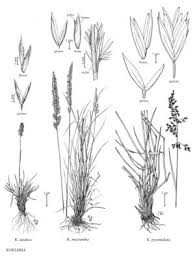 Image result for Koeleria