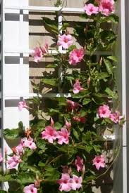 Tips for overwintering a mandevilla vine. Pin On Natural Privacy And Diy Fences