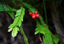 Image result for Anisophyllea