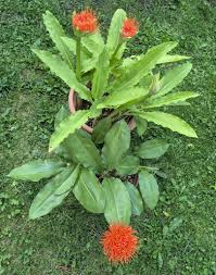Image result for Scadoxus