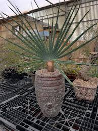 Image result for Boophone disticha