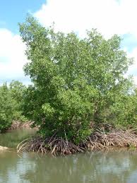 Rhizophora Mangle Site De Carib Beans Plants 1,673 likes · 2 talking about this · 284 were here. rhizophora mangle site de carib beans