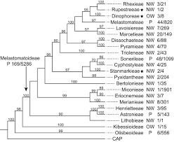 Image result for Ochthocharis