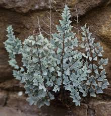 Image result for Pellaea dura