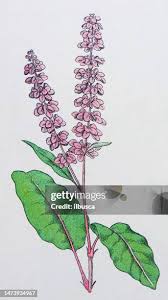Image result for Rumex crispus
