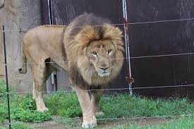 千葉市動物公園のライオン トウヤ と アレン 続々 動物園ありマス