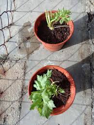 Pertama mula pastikan pokok daun sup yang dibeli daunnya segar dan berakar. Cara Mudah Tanam Pokok Daun Sup Barulah Pokok Cepat Besar