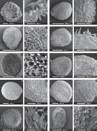 Image result for Sarcocornia natalensis