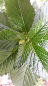 Tumbuhkan cacingmu menjadi yang terbesar dan dapatkan gelar juara untuk dirimu sendiri. Daun Segar Pokok Herba Damiana Turnera Diffusa 30g Shopee Malaysia