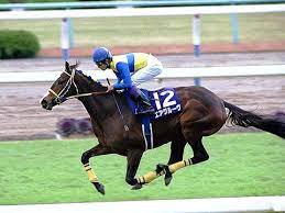 g a o サラブレッド 動物 馬