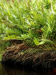 Image result for Cheilanthes angustifrondosa