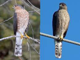 That is where i've learned most of my id knowledge. Know Your Hawks Your Great Outdoors