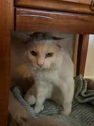 Lost cat Sweet Pea in Pine Ridge Bushkill