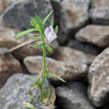 Image result for Misopates