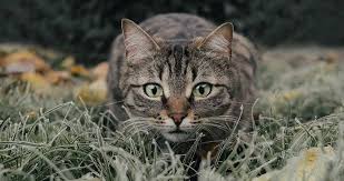 Hier finden sie für ihre katze das geeignete katzenhaus wetterfest und isoliert. Land Nrw Fordert Kastration Verwilderter Hauskatzen Schermbeck Online