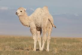 The movie was directed and written by byambasuren davaa and luigi falorni. The Story Of The Weeping Camel Wikidata