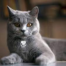 whatsapp 05051246464 pet cat kolye pets cats pati patikolye evcil hayvan sahipleri icin ozel tasarlanmis pati kolyenin bir t evcil hayvanlar hayvan kedi