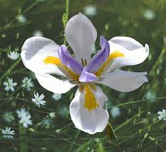 Image result for Dietes grandiflora