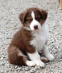 Australian Shepherd Lab Mix Black And White Pin By Penny Anderson On Aussies Puppie Australian Puppies Australian Shepherd Australian Shepherd Dogs