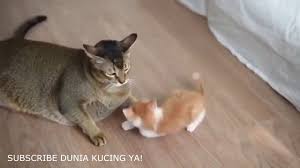 Sebelumnya, ada video kompilasi yang. Pin Di Video Kucing Bernyanyi Bicara Bikin Ngakak Bersuara Menyanyi Dan Bisa Ngomong Menggemaskan Part 2