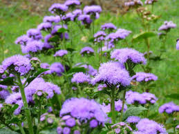 Image result for Ageratum houstonianum