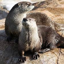 North American River Otters North American Animals Otters North American Wildlife