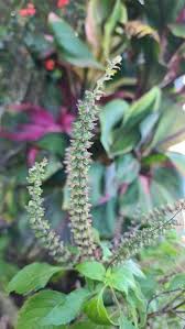 Image result for Ocimum fimbriatum