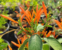 Image result for Justicia