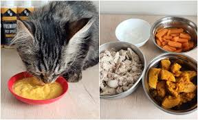 Ada beragam jenis mainan kucing lucu yang dapat anda temukan, seperti cat teaser, bola, boneka untuk digigiti, dan lain sebagainya. Nak Bagi Si Bulus Jadi Gemuk Gebu Ini Cara Buat Wet Food Homemade Buzzkini