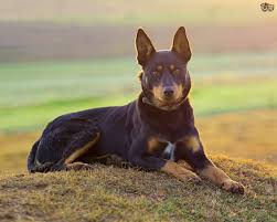 Australian Kelpie Dog Breed Facts Highlights Buying