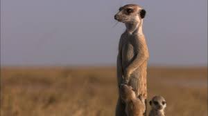 Great Zebra Exodus Posturing Meerkat Pups Nature Pbs Meerkat Pup Zebra