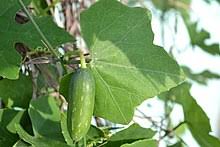 Maybe you would like to learn more about one of these? Coccinia Grandis Wikipedia