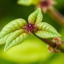 Image result for Mikania cordata
