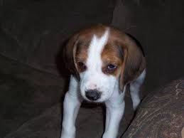 He is graceful and strong in appearance. American Foxhound Facts Temperament Training Puppies Pictures