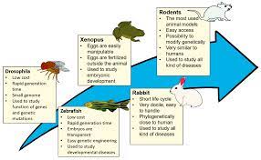 Contact aim pest control llc on messenger. Bioengineering Free Full Text Innovative Human Three Dimensional Tissue Engineered Models As An Alternative To Animal Testing Html
