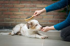 5 Pet Grooming Tips to Keep Your Furry Friends Looking Fabulous – Fera Pets
