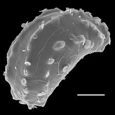 Image result for Stenochlaena