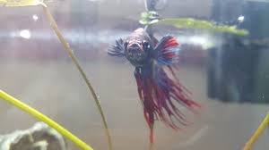 Betta Fish With White Spot On Each Eye Imgur