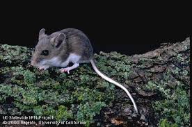 12,811 likes · 319 talking about this · 405,418 were here. Mice Mouse Rodent Control Removal Minneapolis Mn Part 1 Minnesota Wild Animal Management